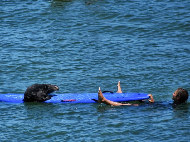 An otter in Santa Cruz is hassling surfers — and stealing their boards